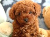 Red braw kıpkırmızı ev üretimi TOOY POODLE 