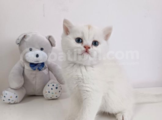 Safkan Bri̇ti̇sh Yavru Erkek görsel