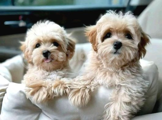 Maltipo Cinsi Yavrular Kahve Tonlu Mini Boy Puppy 