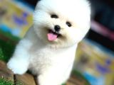 Pomerni̇an Boo Teddy Bear Yavrularimiz