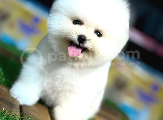 Pomerni̇an Boo Teddy Bear Yavrularimiz görsel