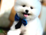 Pomeranian Yavrularımız Evinizin Neşesi Olacaktır