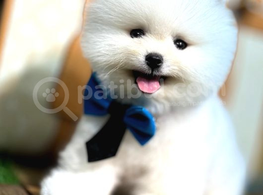 Pomeranian Yavrularımız Evinizin Neşesi Olacaktır