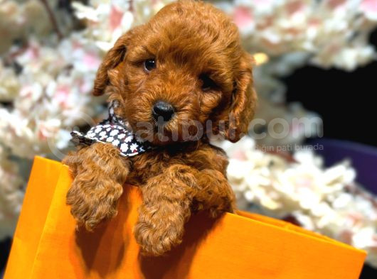 Toy Poodle