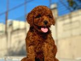 Red Brown Üst Kalite Toy Poodle Yavrular