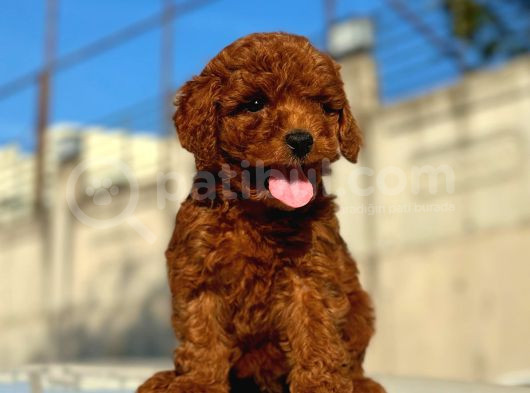 Red Brown Üst Kalite Toy Poodle Yavrular