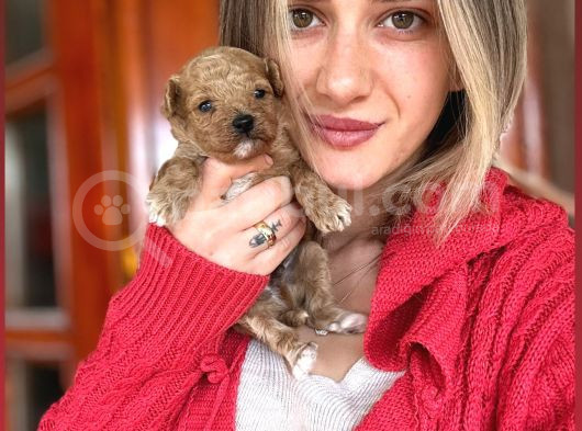 Toy Poodle Yavrular