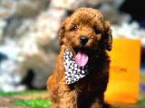 Toy Poodle