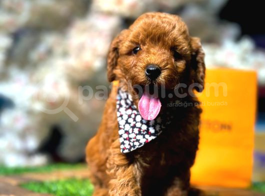 Toy Poodle görsel