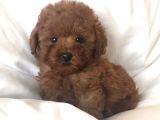 Red braw kıpkırmızı ev üretimi TOOY POODLE 