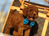 Red Brown Üst Kalite Toy Poodle Yavrular