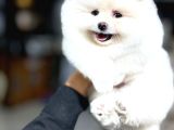 Pomeranian Yavrularımız Evinizin Neşesi Olacaktır