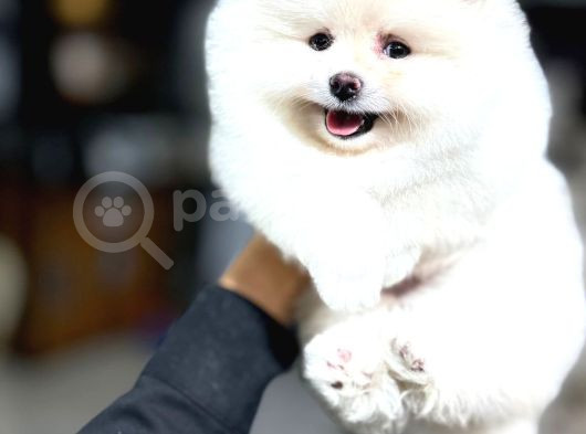 Pomeranian Yavrularımız Evinizin Neşesi Olacaktır görsel