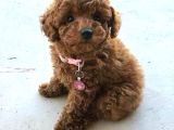 2 ve 3 kg garantisi altında RED TOOY POODLE SEVİMLİ KIPKIRMI
