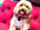 Maltipoo