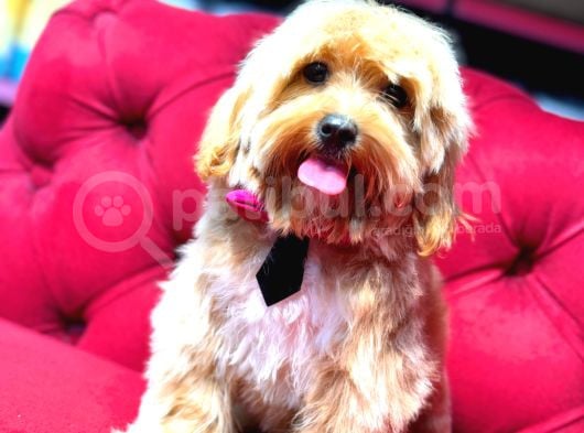 Maltipoo