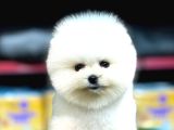 Pomerni̇an Boo Teddy Bear Yavrularimiz