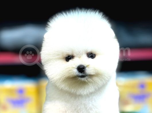 Pomerni̇an Boo Teddy Bear Yavrularimiz görsel