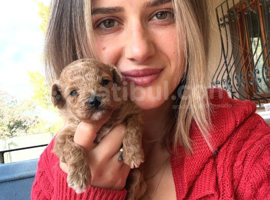 Toy Poodle Yavrular görsel