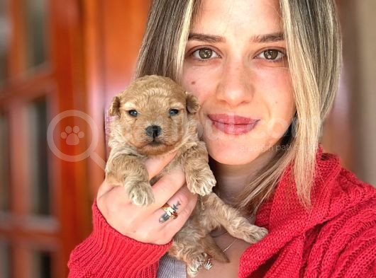 Toy Poodle Yavrular görsel
