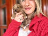 Toy Poodle Yavrular