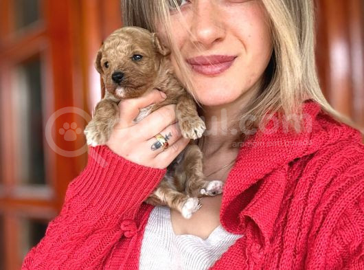 Toy Poodle Yavrular görsel