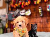 Zeki tüy dökmez ped eğitimli maltipoo yavrularımız