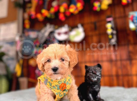 Zeki Tüy Dökmez Ped Eğitimli Maltipoo Yavrularımız