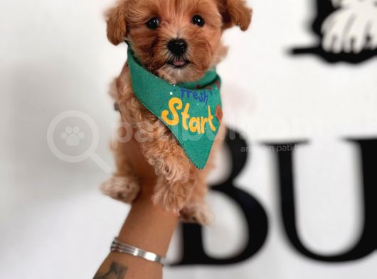 Zeki Tüy Dökmez Ped Eğitimli Maltipoo Yavrularımız görsel