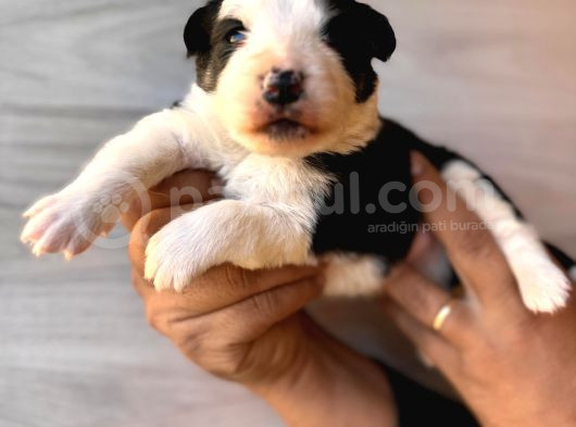 Dunyani̇n En Zeki̇ Irki Border Collie görsel