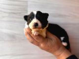 Dunyani̇n En Zeki̇ Irki Border Collie