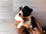 Dunyani̇n En Zeki̇ Irki Border Collie
