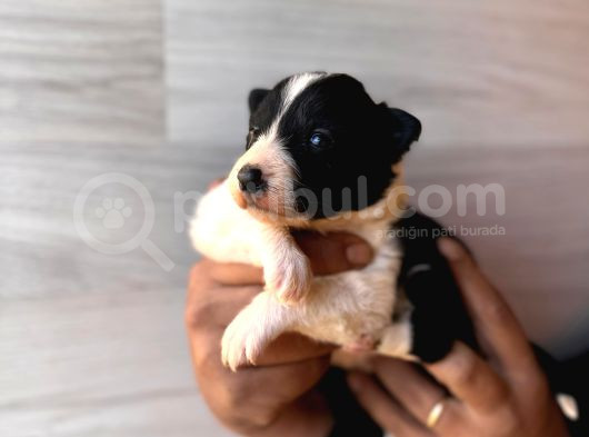 Dunyani̇n En Zeki̇ Irki Border Collie görsel