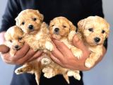 Zeki Tüy Dökmez Ped Eğitimli Maltipoo Yavrularımız