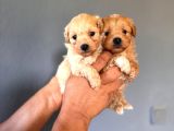 Zeki Tüy Dökmez Ped Eğitimli Maltipoo Yavrularımız
