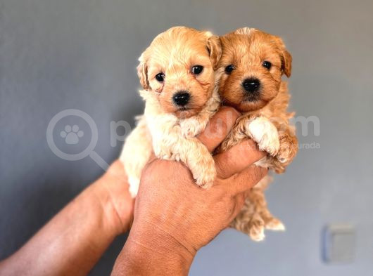 Zeki Tüy Dökmez Ped Eğitimli Maltipoo Yavrularımız görsel