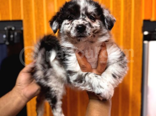 Dunyani̇n En Zeki̇ Irki Border Collie görsel
