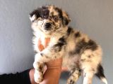DUNYANİN EN ZEKİ IRKI BORDER COLLIE