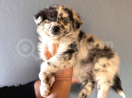 Dunyani̇n En Zeki̇ Irki Border Collie