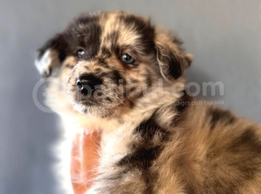 Dunyani̇n En Zeki̇ Irki Border Collie görsel
