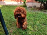 TOY POODLE YETİŞKİN DİŞİ
