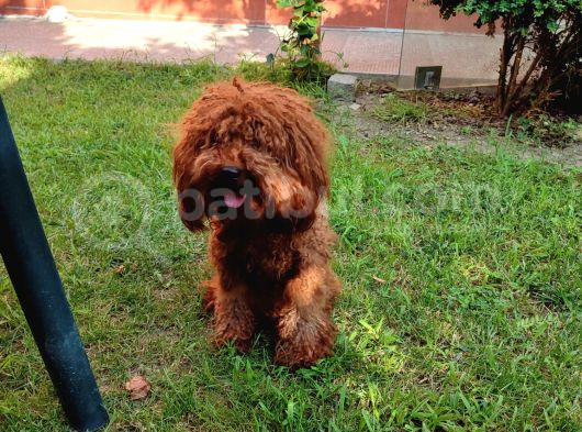 Toy Poodle Yeti̇şki̇n Di̇şi̇