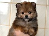 POMERANİAN POODLE POMAPO YAVRUMUZ