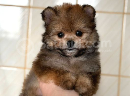 Pomerani̇an Poodle Pomapo Yavrumuz