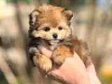 POMERANİAN POODLE POMAPO YAVRUMUZ