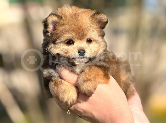Pomerani̇an Poodle Pomapo Yavrumuz