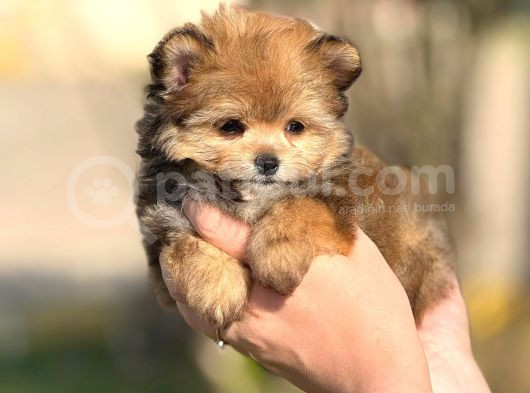 Pomerani̇an Poodle Pomapo Yavrumuz