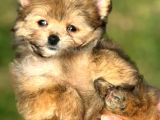 Pomerani̇an Poodle Pomapo Yavrumuz
