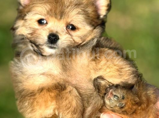 Pomerani̇an Poodle Pomapo Yavrumuz görsel