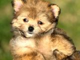 Pomerani̇an Poodle Pomapo Yavrumuz
